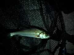 セイゴ（マルスズキ）の釣果