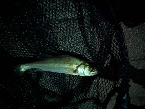 セイゴ（マルスズキ）の釣果