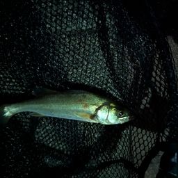 セイゴ（マルスズキ）