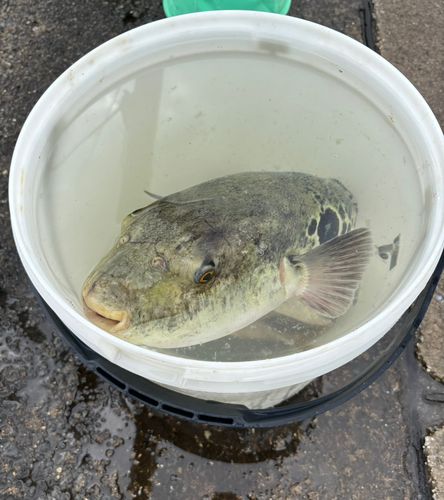 トラフグの釣果