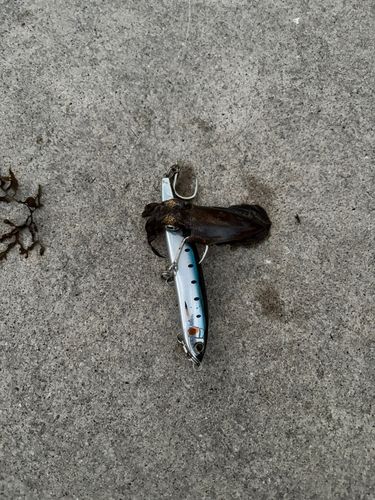 ジンドウイカの釣果