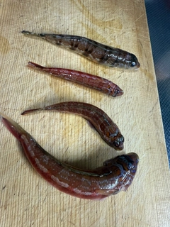 カワハギの釣果