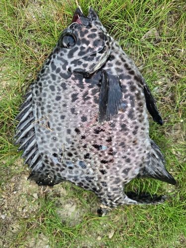 クロホシマンジュウダイの釣果