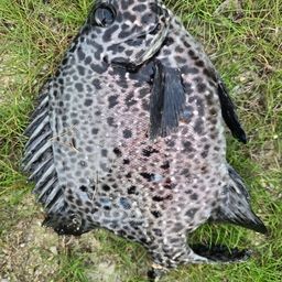 クロホシマンジュウダイ