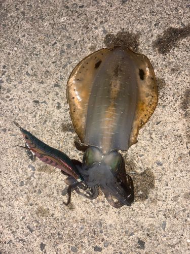 アオリイカの釣果