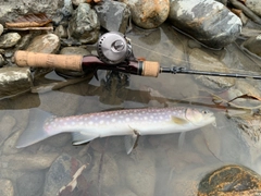 アメマスの釣果