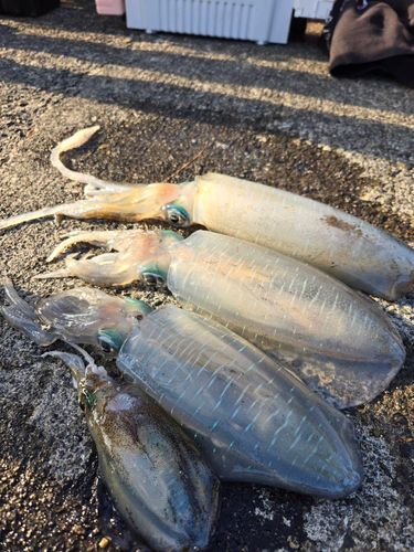 オオモンハタの釣果