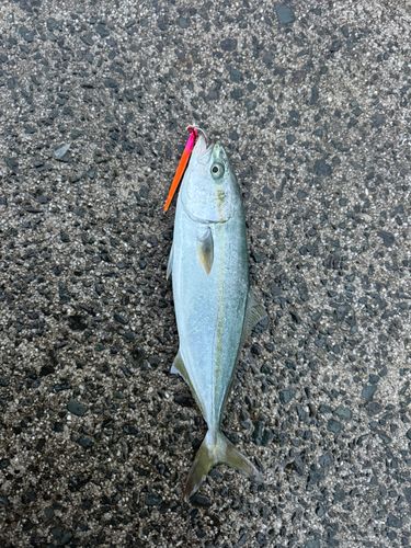 浜田マリン大橋