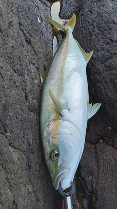 ヒラマサの釣果