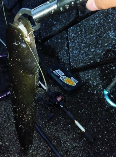ナマズの釣果