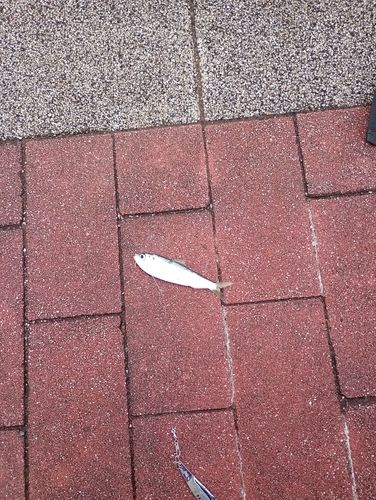 カタクチイワシの釣果