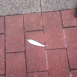 カタクチイワシ