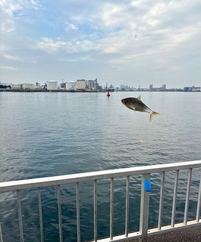 コノシロの釣果