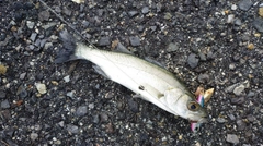 セイゴ（マルスズキ）の釣果