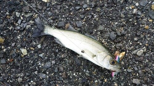 セイゴ（マルスズキ）の釣果