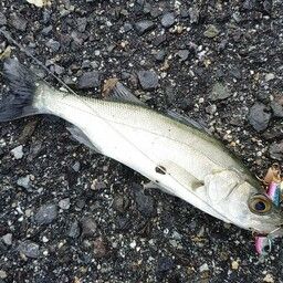 セイゴ（マルスズキ）