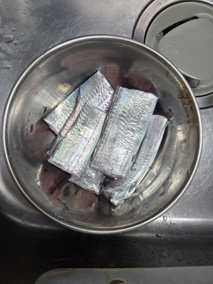 タチウオの釣果