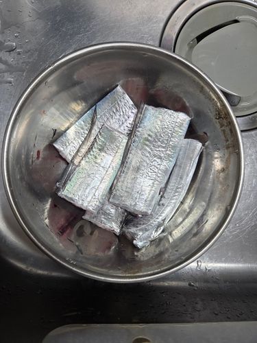 タチウオの釣果