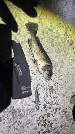 クロソイの釣果