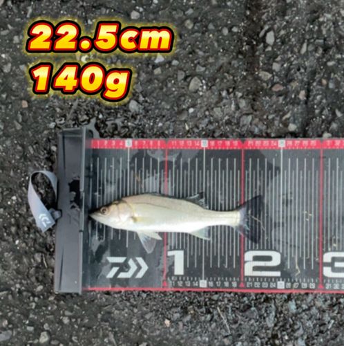 セイゴ（ヒラスズキ）の釣果