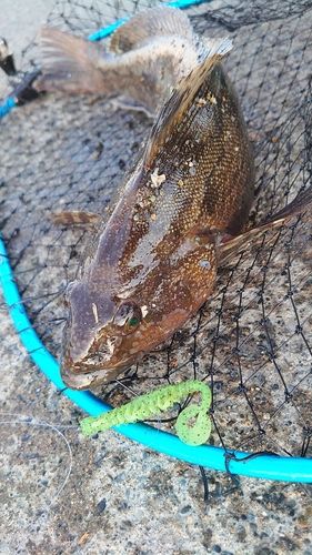 アイナメの釣果