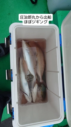 カンパチの釣果