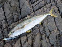 ヒラマサの釣果