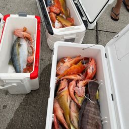 ウッカリカサゴ