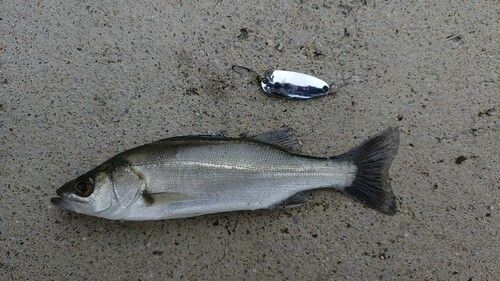 セイゴ（マルスズキ）の釣果