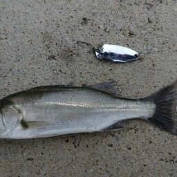 セイゴ（マルスズキ）