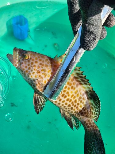 オオモンハタの釣果
