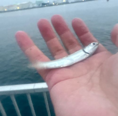 カタクチイワシの釣果