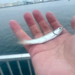 カタクチイワシ