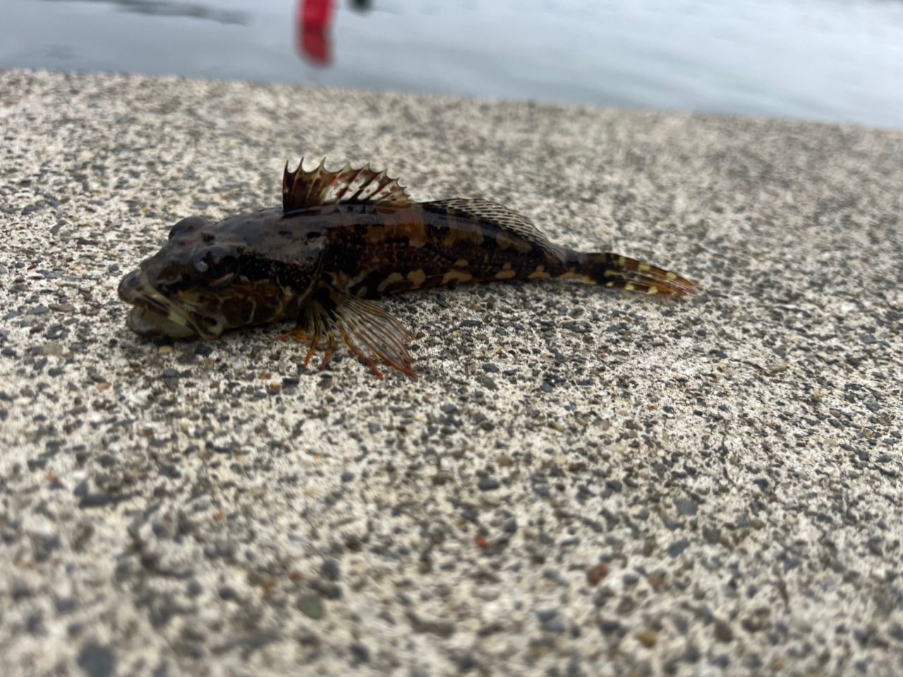 DAIWA 23月下美人 AIR 68L-T・Wの最安値・インプレ・釣果 | 本音の