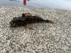 アナハゼの釣果