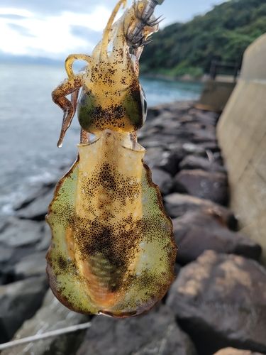 アオリイカの釣果