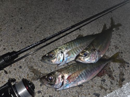 アジの釣果