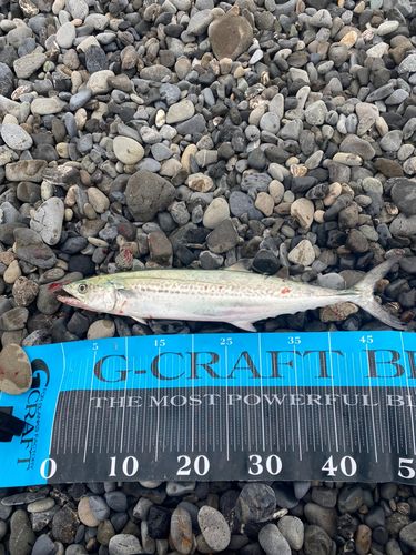 大浜海岸（静岡）