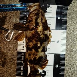 タケノコメバル