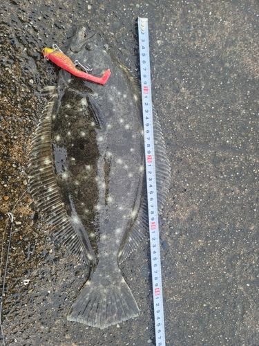 ヒラメの釣果