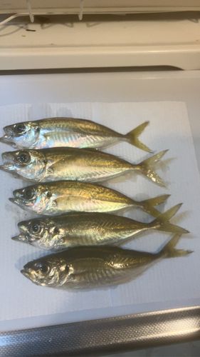 東京湾（富津〜金谷）