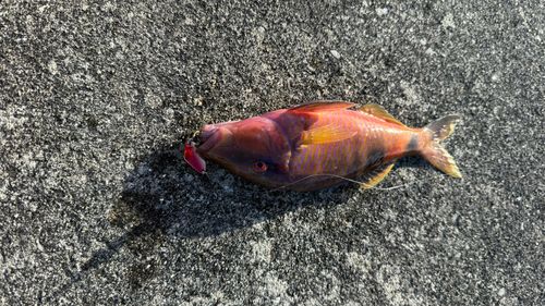 オジサンの釣果