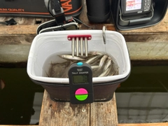 ワカサギの釣果