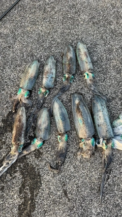 アオリイカの釣果