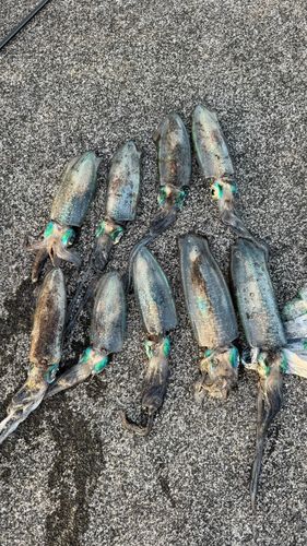 アオリイカの釣果