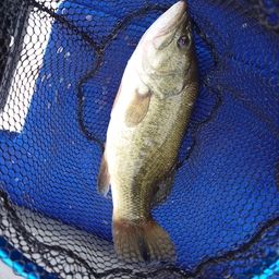 ラージマウスバス