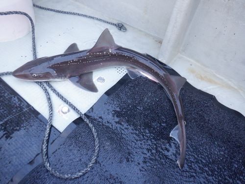 ホシザメの釣果