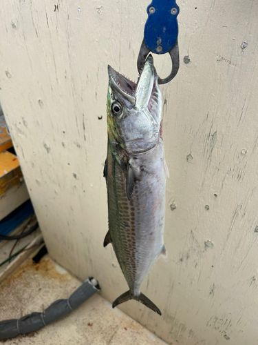サゴシの釣果