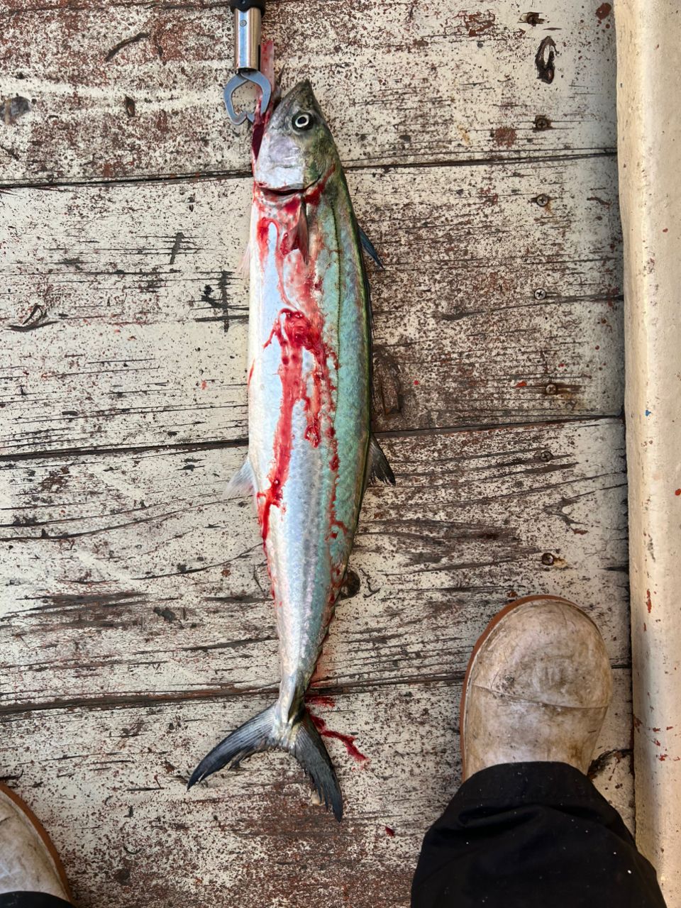 釣りが1番楽しいさんの釣果 3枚目の画像