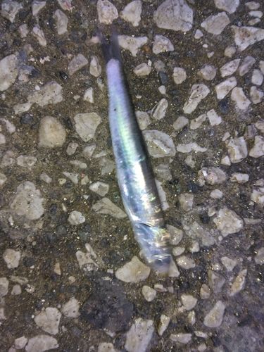 若洲海浜公園海釣り施設